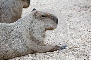 close up head the capinara is biggest rat and cute animal