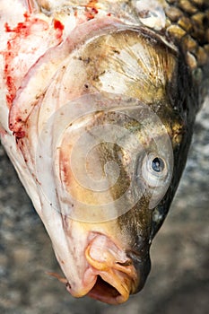 Close-up head carp. Fishing was successful