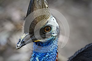 Close Up Of Head Of A Cassowary