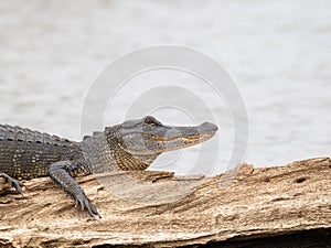 Close Up of the Head and Chest of an American Alligator in the Wild