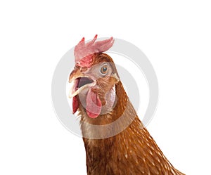 Close up head of chicken hen isolate white background