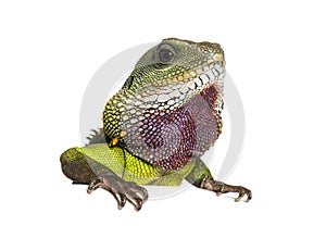 Close-up of the head of a Chinese water dragon looking out over a white space, Physignathus cocincinus, isolated on white