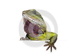 Close-up of the head of a Chinese water dragon looking out over a white space, Physignathus cocincinus, isolated on white