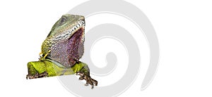 Close-up of the head of a Chinese water dragon looking out over a white space, Physignathus cocincinus, isolated on white