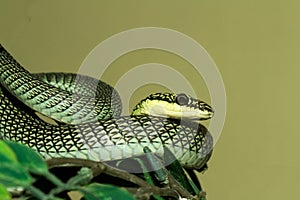 Close up head Chrysopelea ornata snake or green snake at thailand