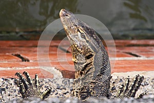 Close up of head and claws of asian water Monitor lizard Varanus salvator living in the sewage system