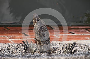 Close up of head and claws of asian water Monitor lizard Varanus salvator living in the sewage system