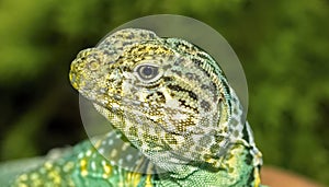 Close up of head of collared lizard