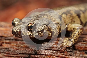 Close up of the head of a colorful Aneides ferreus , Clouded salamander
