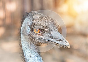 Close up head of common emu Dromaius novaehollandiae Aptenodytes forsteri flightless bird