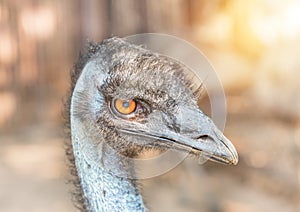 Close up head of common emu Dromaius novaehollandiae Aptenodytes forsteri flightless bird photo