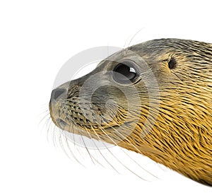 Close-up on the head of a Common seal pup, isolated