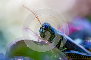 Close up of head and compound eye of a green/black  grasshopper.