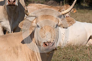 Close up on the head of a cow with flies