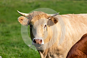 A close up on the head of a cow with flies