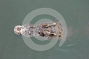 Close - up of a head crocodile