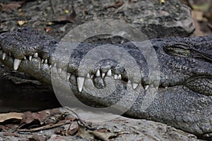 Close up head the crocodile