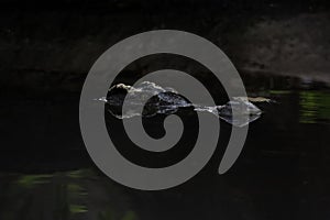 Close up head the crocodile on the blackriver