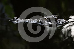 Close up head the crocodile on the blackriver