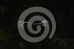 Close up head the crocodile on the blackriver