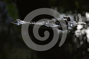 Close up head the crocodile on the blackriver