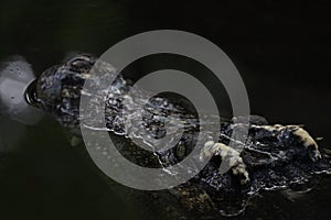 Close up head the crocodile on the blackriver