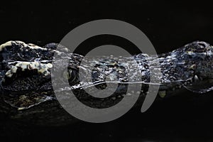 Close up head the crocodile on the blackriver