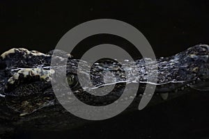 Close up head the crocodile on the blackriver