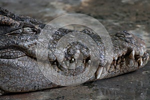 Close up of a head crocodile