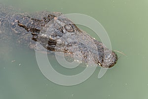 Close-up head-crocodile-Crocodylus siamensis