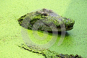 Close up head of crocodile on the surface of water in the lake