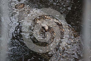 Close up head crocodile under water