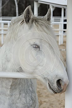 Close-up head of a dapple purebred boulonnais horse in a pen