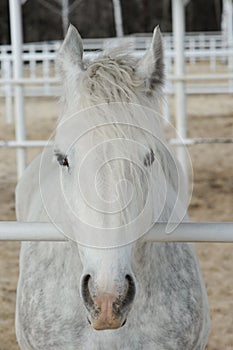 Close-up head of a dapple purebred boulonnais horse in a pen
