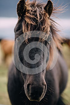 Close-up head of dark Icelandic horse, Iceland