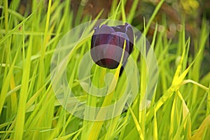 Close up of the head of a dark red or burgandy or purple tulip flower in bloom against a green grass background.