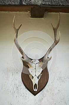 Close-up of head of deer, capreolus, buck isolated on white background.