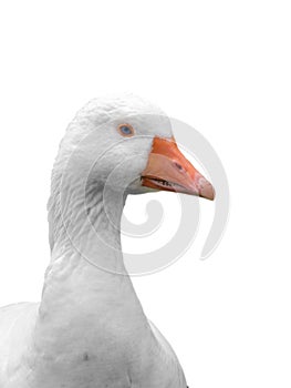 Close-up head of domestic goose isolated on white background