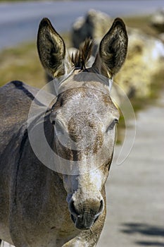 Close up of head of Donkey