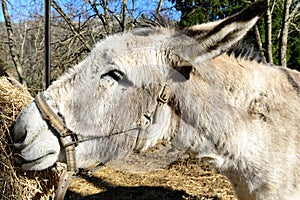 Close-up on the head of a donkey