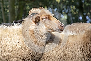 Close up of the head of a Drent Heath sheep with horns, amidst a flock of sheep. Drents heideschaap