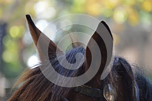 Close-up of head and ears of brown horse with leather blinders or blinkers