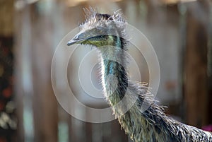 Close-up of the head of an Emu (Dromaius novaehollandia)