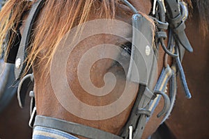 Close-up of head and eye of brown horse with leather blinders or blinkers