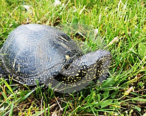 Close up of head,eye and shield of  European pond turtle - Emys Orbicularis, allso called commonly the European pond terrapin