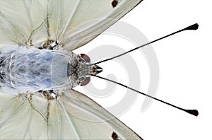 Close up head and eyes of White Emperor butterfly with long antenna isolated on white background, amazed animal