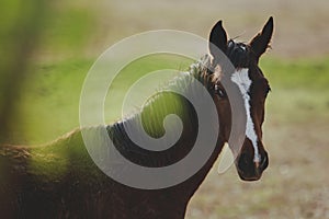 close up head of female horse standing outdoor