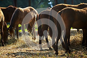 close up head of female horse standing outdoor