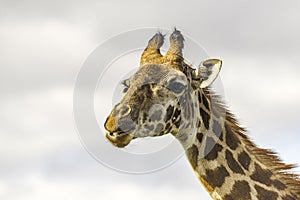 Close up of head of female Maasai Giraffe.