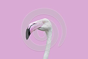 close-up of a head flamingo isolated on pink background - clipping paths